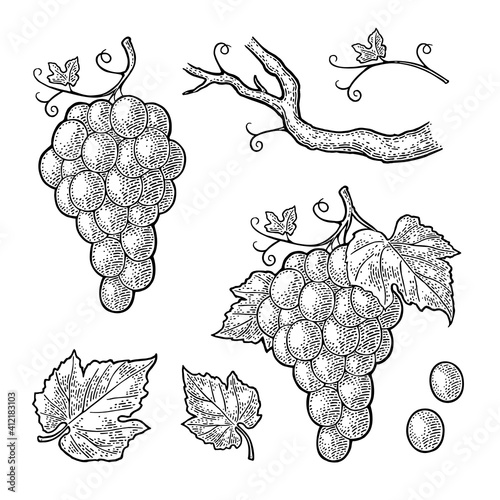 Bunch of grapes with berry and leaves. Vintage engraving vector