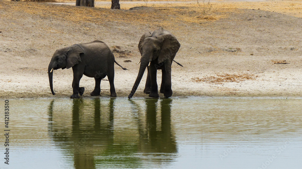 Fototapeta premium herd of elephants