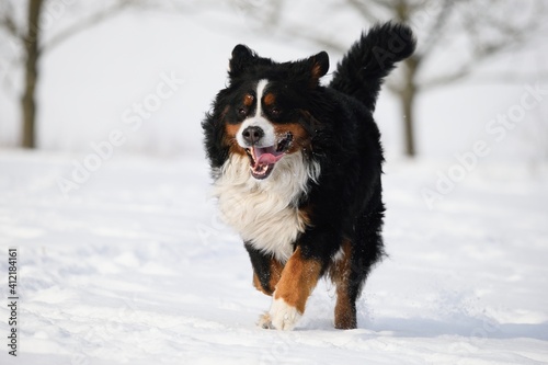 Bernese Mountain dog in winter and snow runs