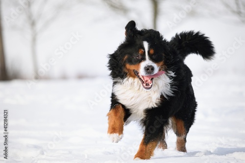 Bernese Mountain dog in winter and snow runs