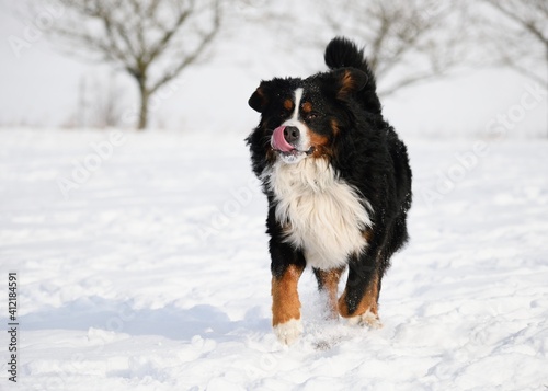 Bernese Mountain dog in winter and snow runs © AnetaPics
