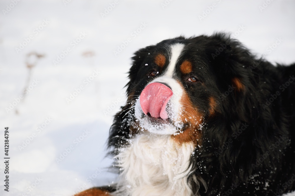 Bernese Mountain dog licks snow from its muzzle