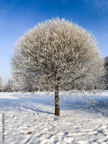 Lonely frozen tree in winter background