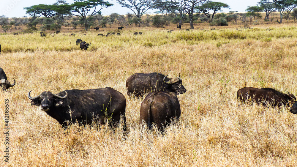wildebeest in serengeti wildebeest in serengeti