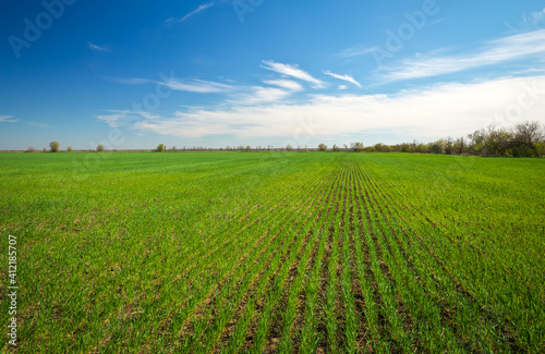 Beautiful green field with wheat. Composition of nature