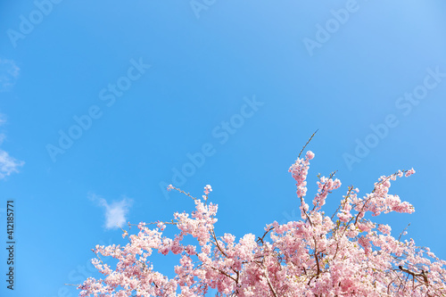 満開の桜と青空