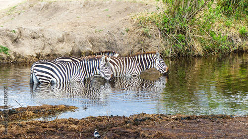 zebra in the water