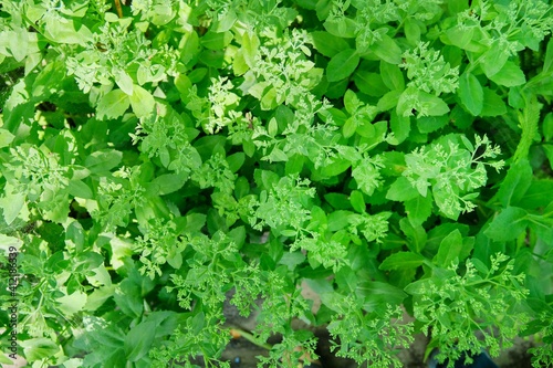 Green plant background, top view on abstract leaves of sedum