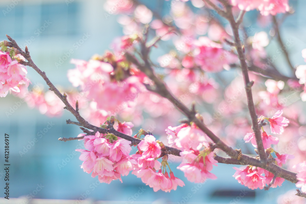 読谷村の寒緋桜