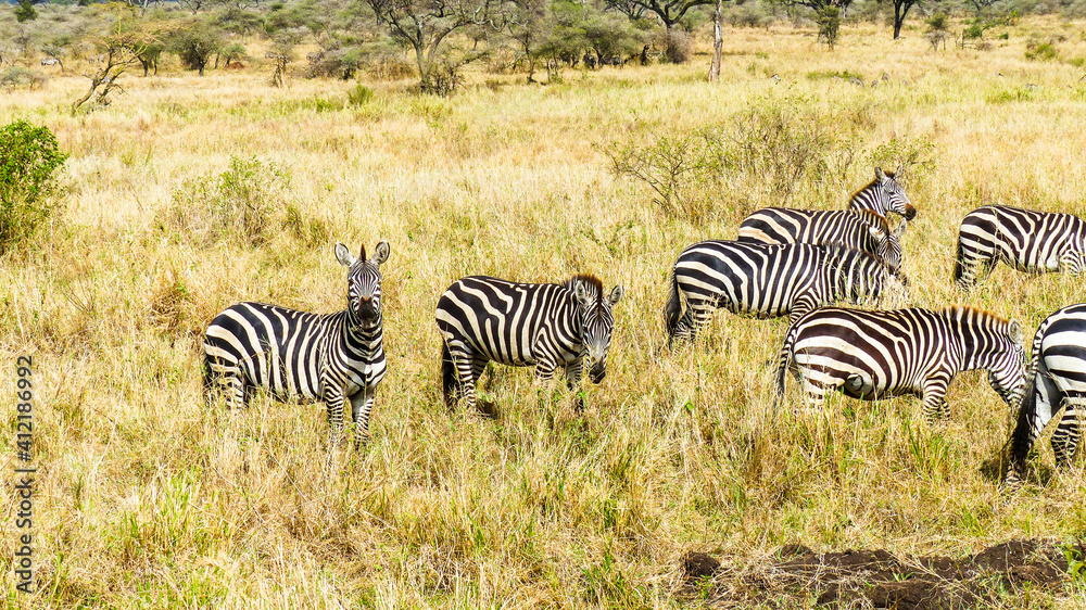 Obraz premium zebras in the savannah