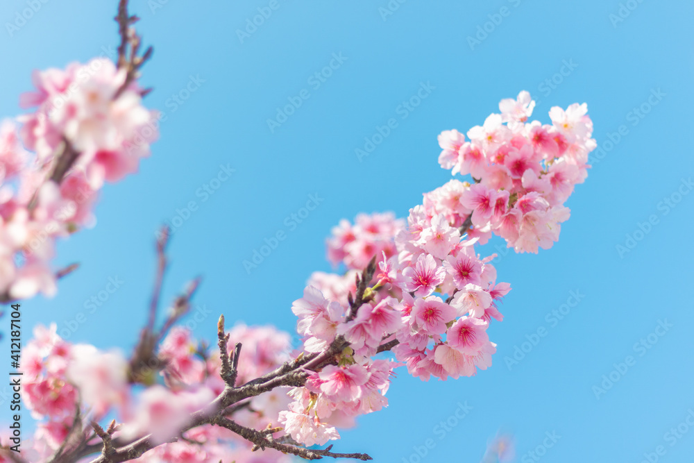 読谷村の寒緋桜 読谷村の寒緋桜