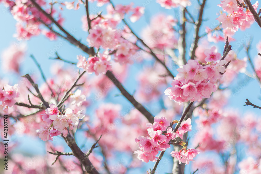 読谷村の寒緋桜