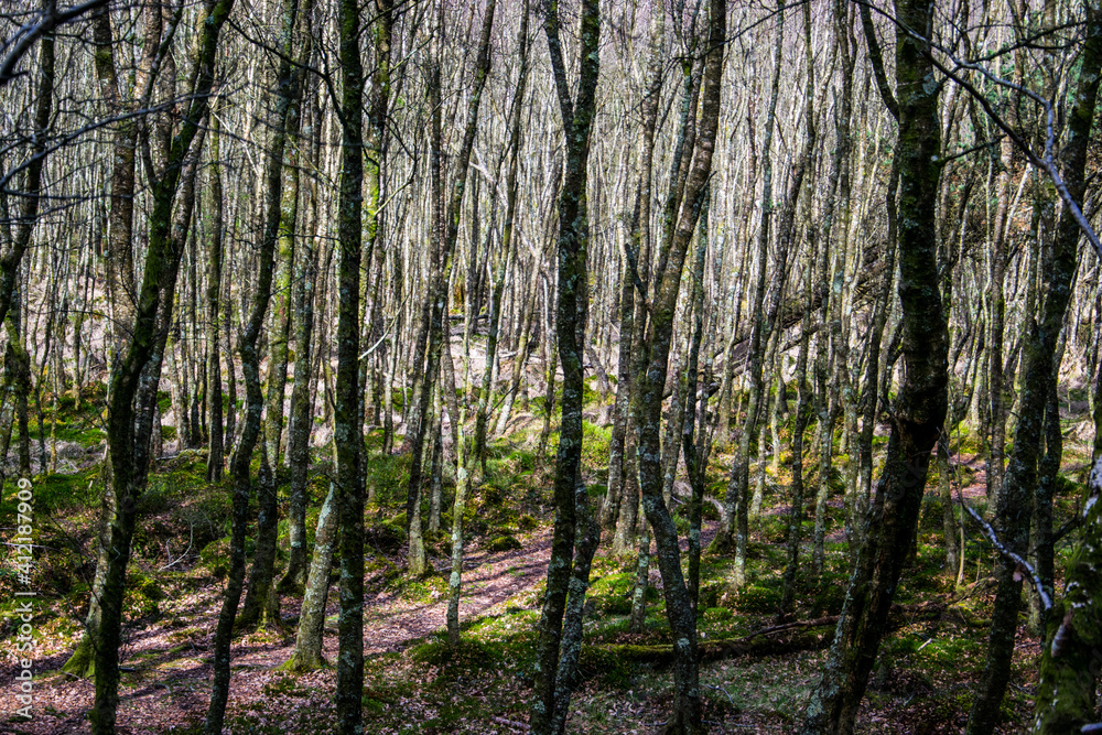 Jóvenes árboles creciendo muy juntos en un bosque atravesado por un pequeño sendero.