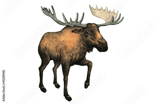 In the animal kingdom. Watercolor drawing, elk. Vector image.