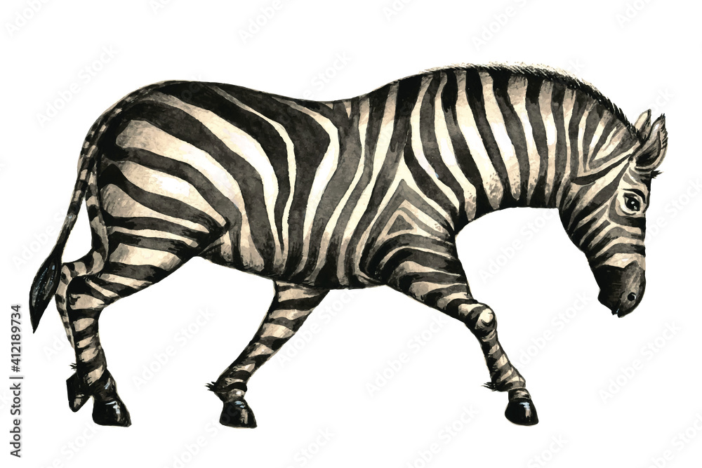 Fototapeta premium In the animal kingdom. Watercolor drawing, zebra. Vector image. 