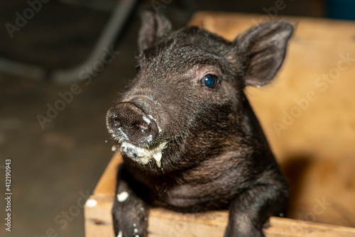 Small black piglet after eating milk from a bottle.