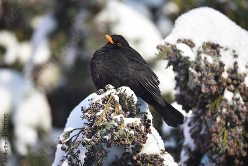 Amsel-Männchen im Winter photo