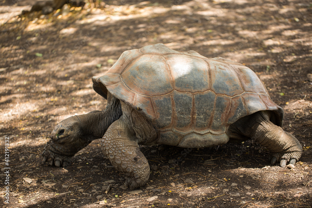 Giant tortoise in Mauritius.