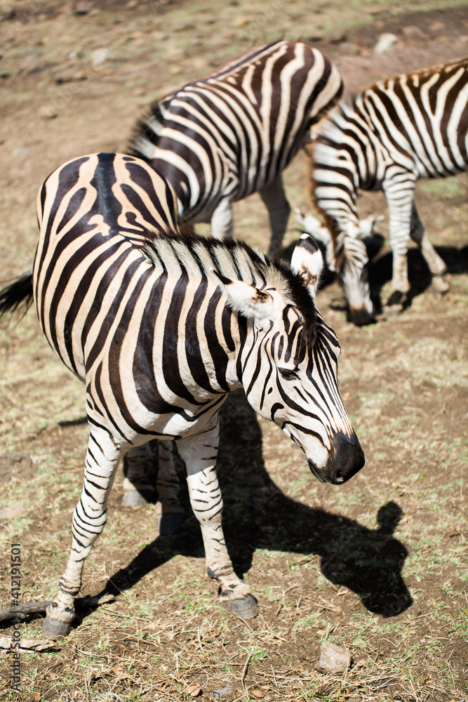 A herd of zebras in the wild. Mauritius. A herd of zebras in the wild. Mauritius.