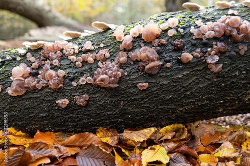 Jelly Fungi on tree trunk with autumn leaves in woodland landscape