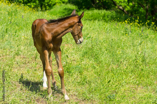 Portrait of young timorous foal on a spring pasture © Yuri Kravchenko