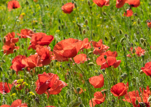 Wild field with red poppies at spring time in Ukraine