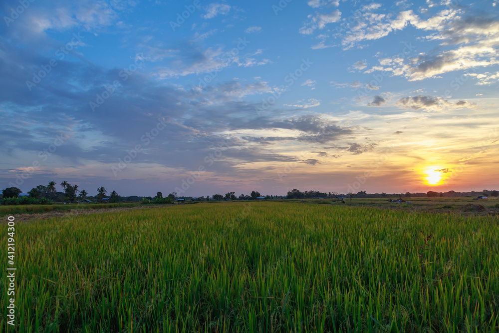 Rice fields and sunset sky view