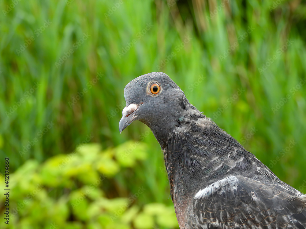 Fototapeta premium pigeon on the grass