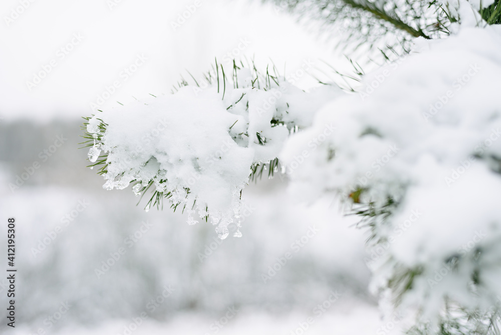 Pine branch covered with snow on blurred background of winter forest. background concept