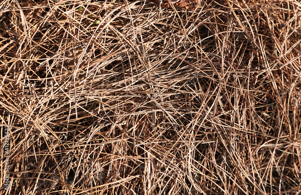 dried straw