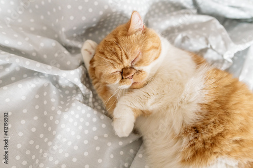 A beautiful ginger white cat lies on the bed at home and rests. Funny cat portrait 