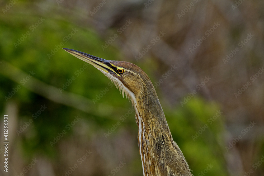 American Bittern against green and tan background. Location is Leonabelle Turnbull Birding Center in Texas. American Bittern against green and tan background. Location is Leonabelle Turnbull Birding Center in Texas.