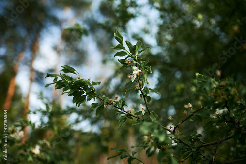 leaves on a tree