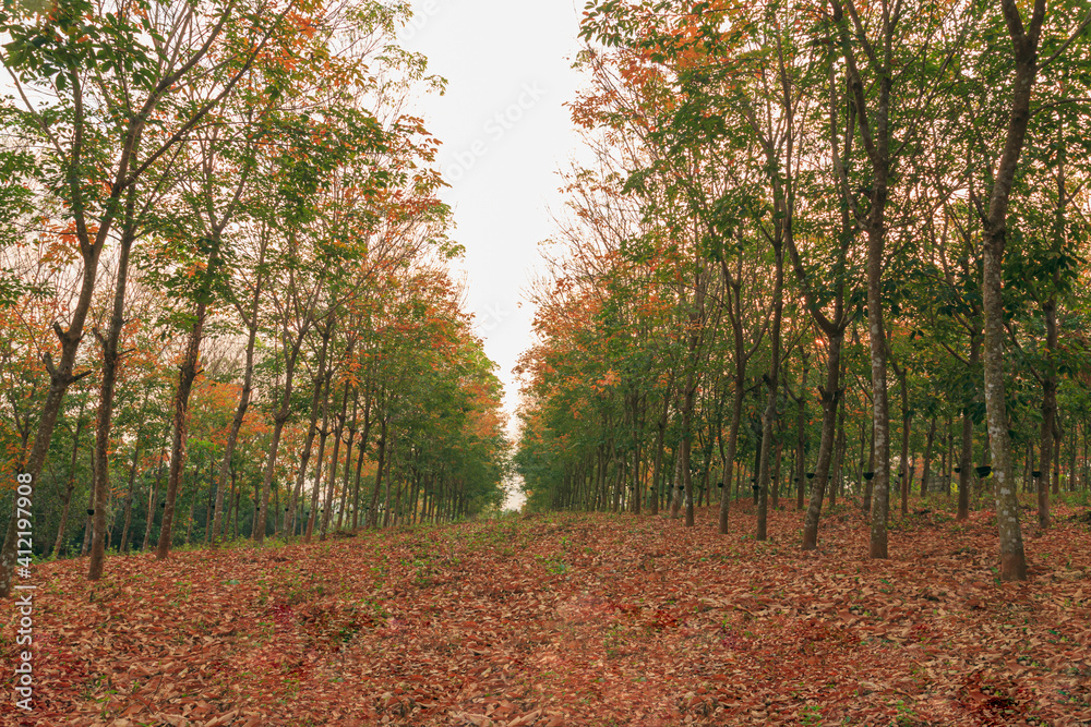 Leaves production season of the rubber plantation. Leaves production season of the rubber plantation.