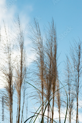 Fluffy grass on sunset background