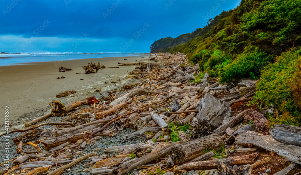 Trunks of fallen trees at low tide on the Pacific Ocean in Olympic, National Park, Washington