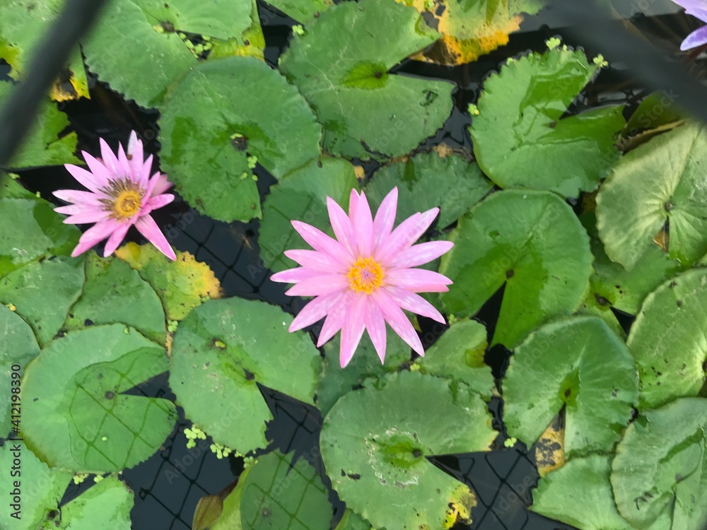 Lotus pond at Kampangpetch, Thailand. Lotus pond at Kampangpetch, Thailand.