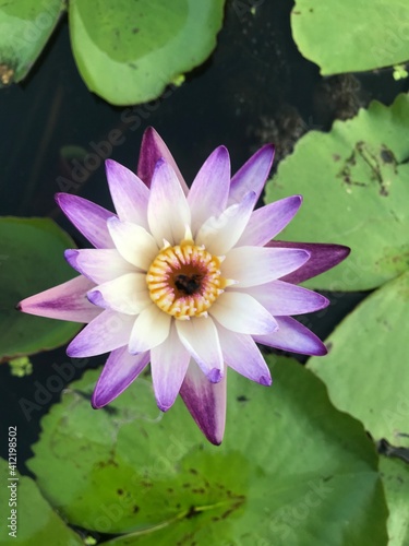 Lotus pond at Kampangpetch  Thailand.