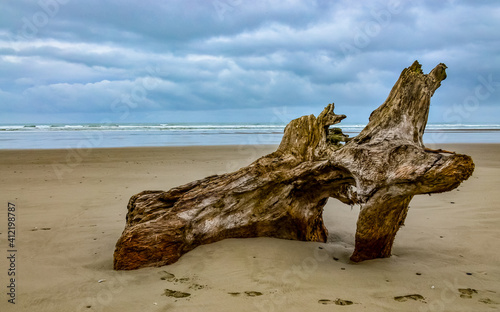 Trunks of fallen trees at low tide on the Pacific Ocean in Olympic, National Park, Washington