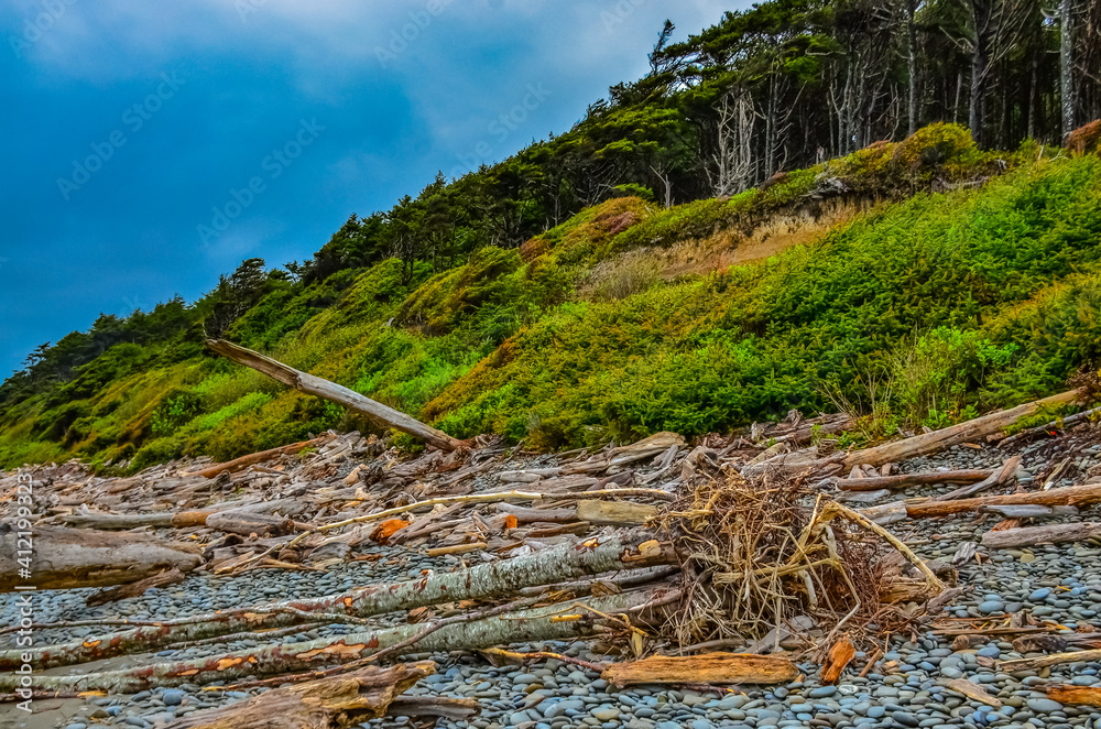 Trunks of fallen trees at low tide on the Pacific Ocean in Olympic, National Park, Washington Trunks of fallen trees at low tide on the Pacific Ocean in Olympic, National Park, Washington