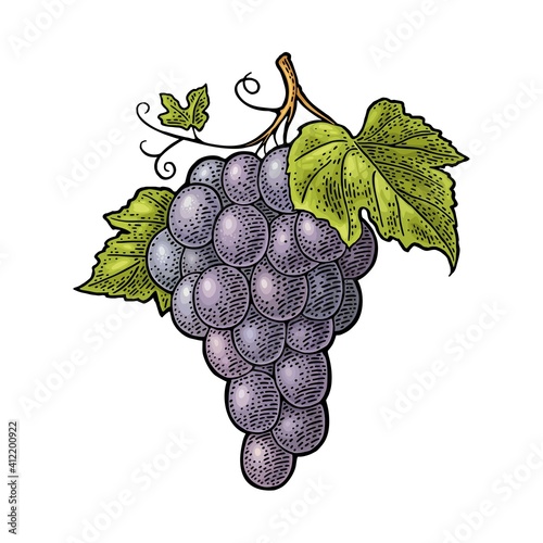 Bunch of grapes with berry and leaves. Vintage engraving vector