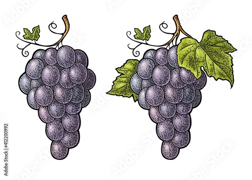 Bunch of grapes with berry and leaves. Vintage engraving vector