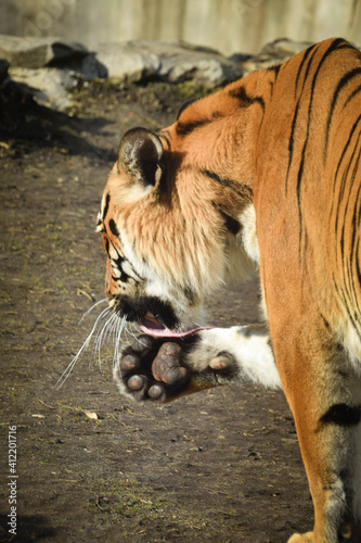 Asian tiger is cleaning his leg in zoo. He is so housebroke photo