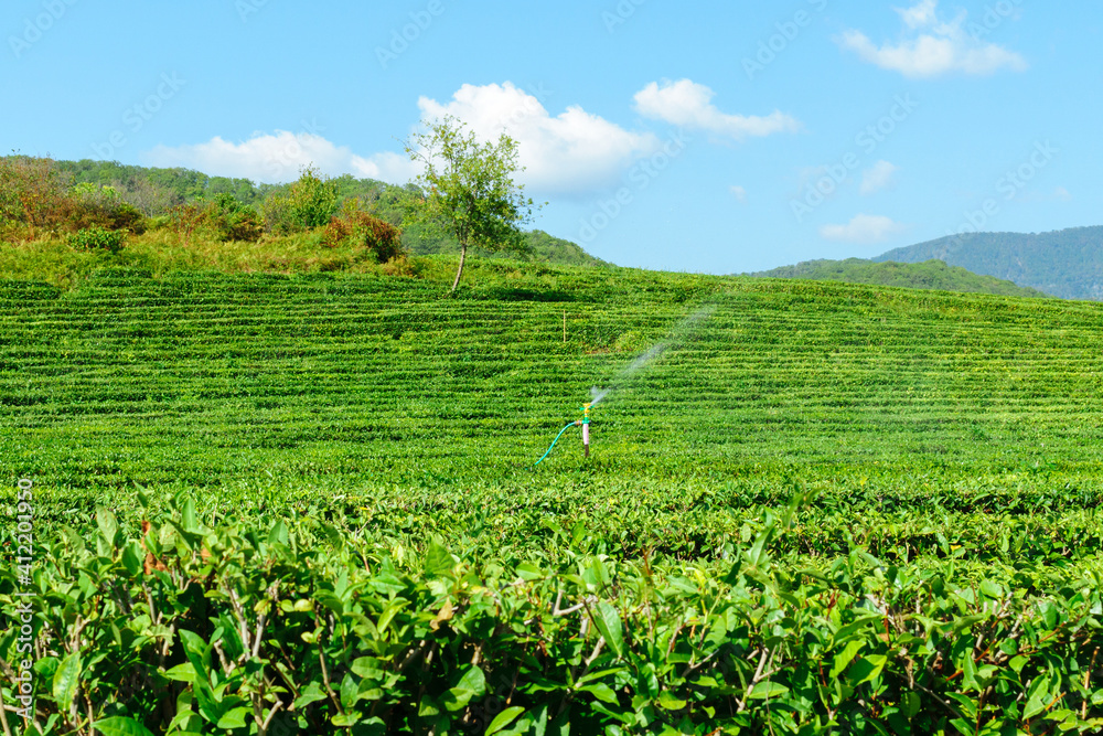 tea plantation landscape, tourist attraction in Russia, Krasnodar Krai Sochi