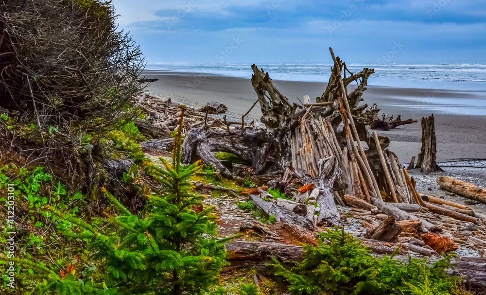 Trunks of fallen trees at low tide on the Pacific Ocean in Olympic, National Park, Washington