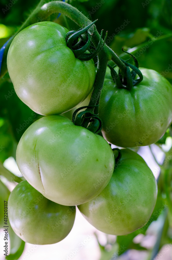 Green unripe tomatoes on bush, bio, growing vegetables