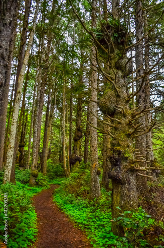 Fototapeta Naklejka Na Ścianę i Meble -  Old trees with outgrowths on trunks in the forest on the shores of the Pacific Ocean in Olympic National Park, Washington