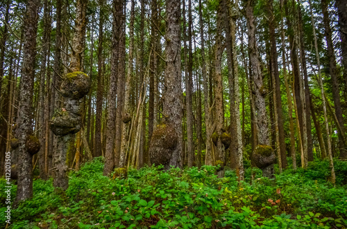 Old trees with outgrowths on trunks in the forest on the shores of the Pacific Ocean in Olympic National Park  Washington