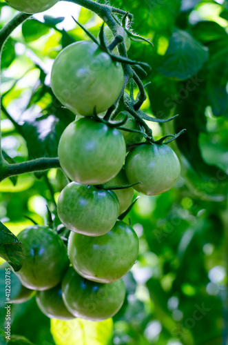 Green unripe tomatoes on bush, bio, growing vegetables
