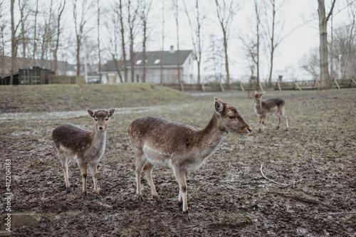 A group of deer standing on top of a grass covered field